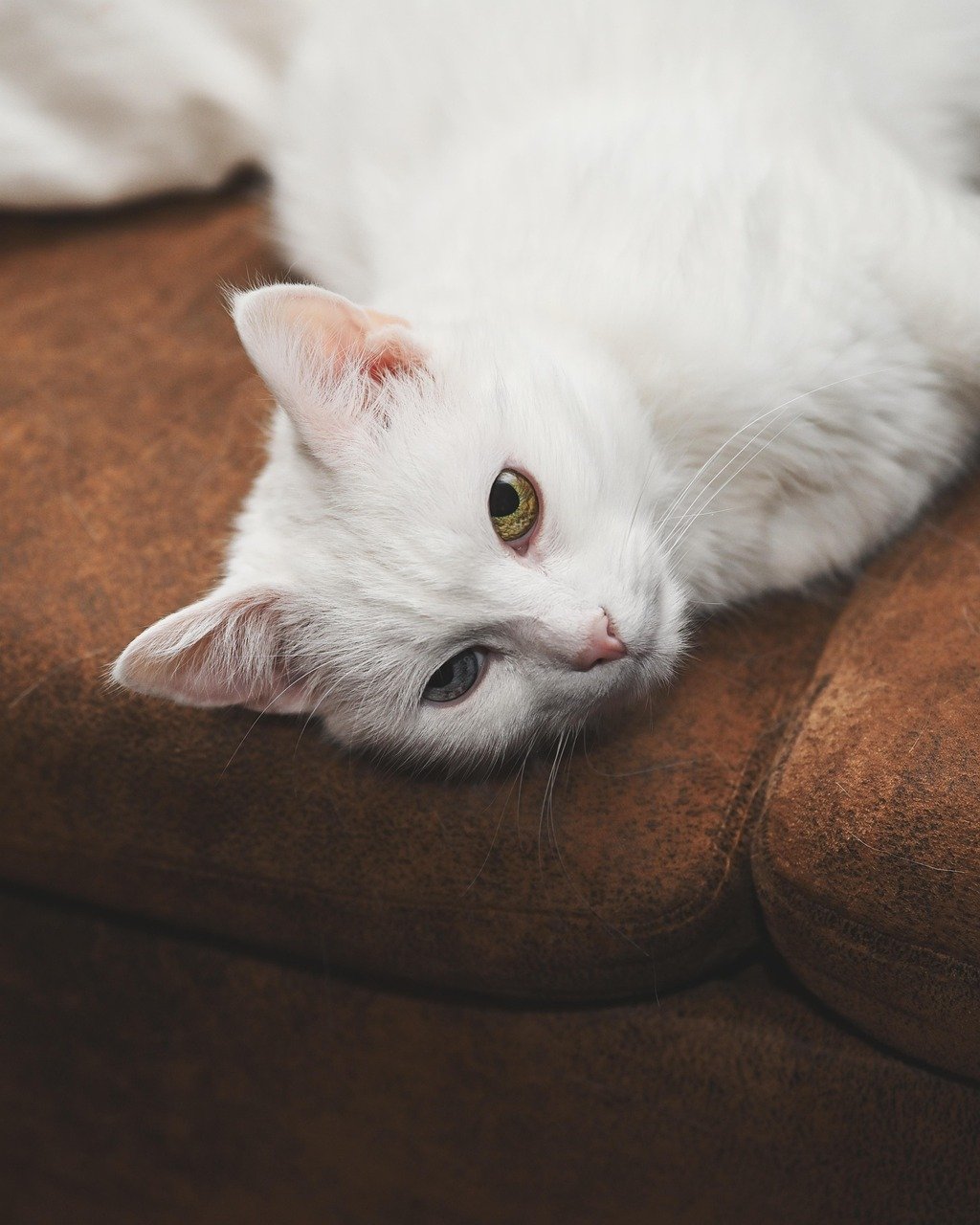 animal, cat, feline, pet, mammal, whiskers, nature, macro, breed, fur, lying, couch, turkish angora