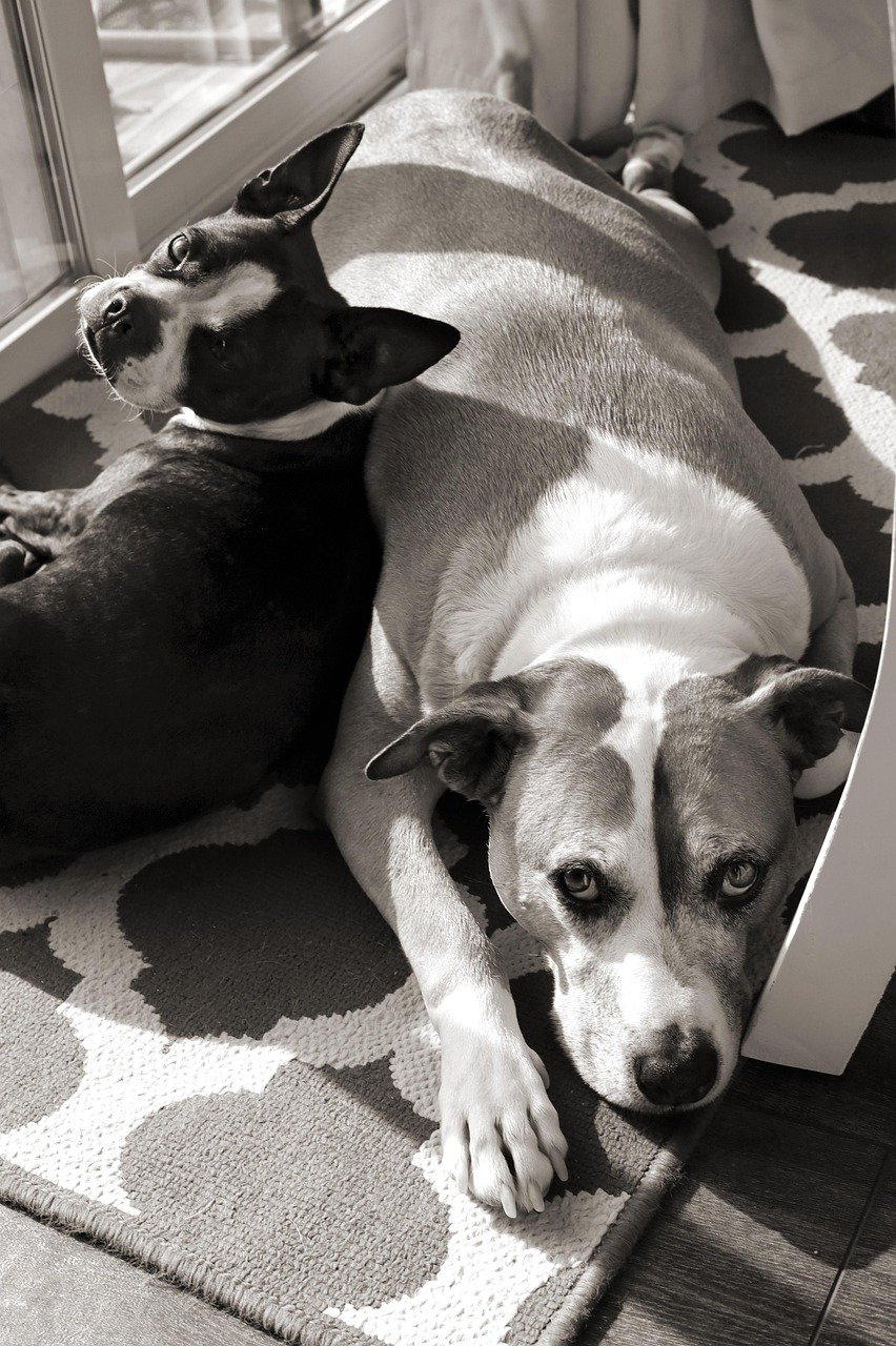 dogs, pets, nature, animals, kitchen, home, rug, relaxation, black and white